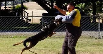 Personal protection dog trainers clearance near me